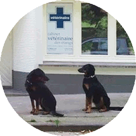 Dogs