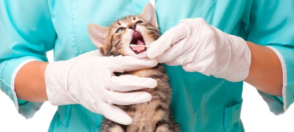 dentistry